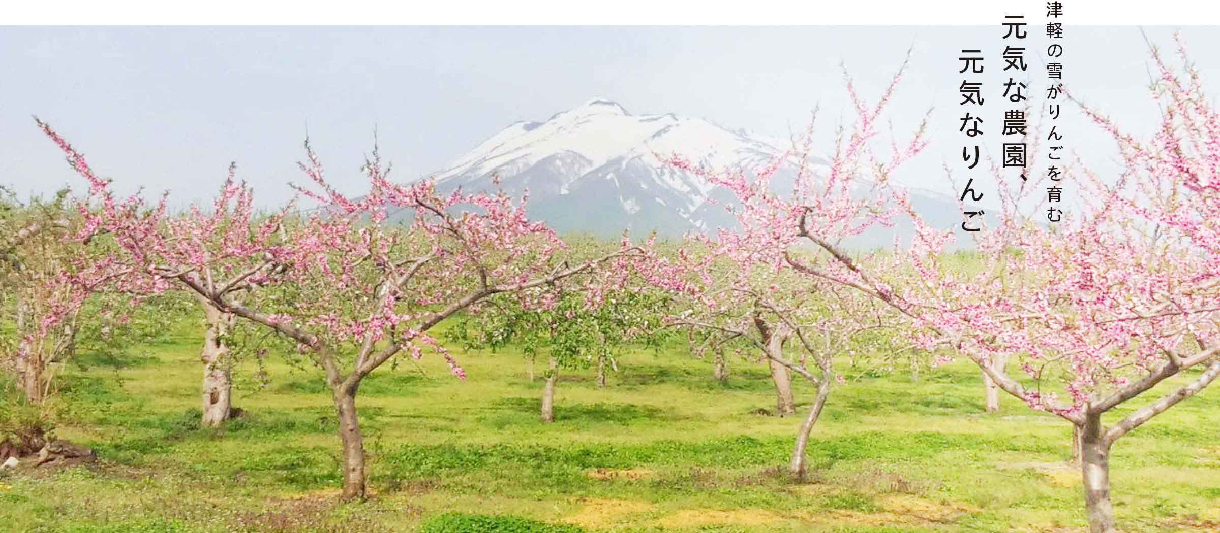 津軽の雪がりんごを育む　元気な農園、元気なりんご